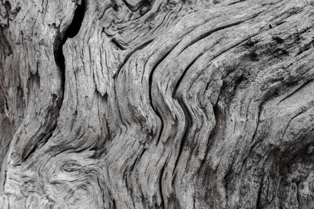 istock wood background and natural texture, wallpaper 691364104