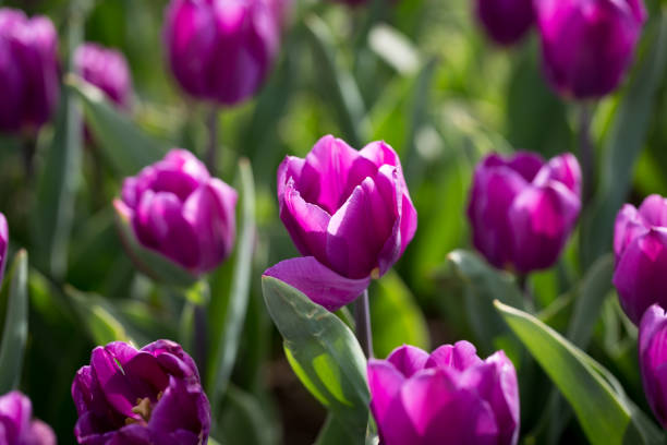 istock Beautiful purple tulips in nature 691364430