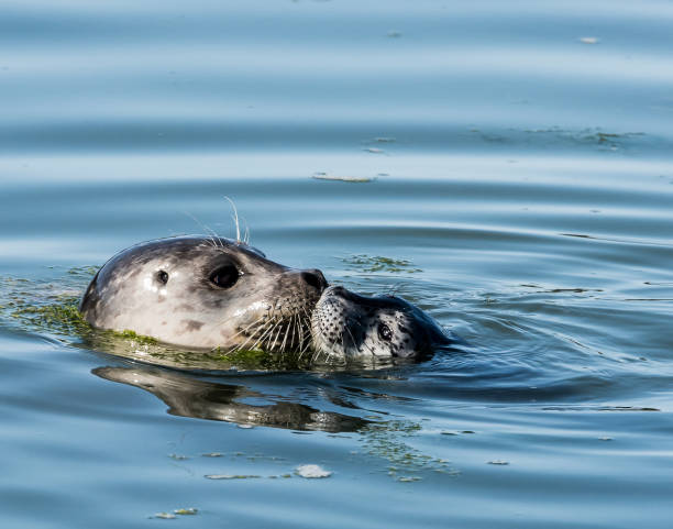 istock Harbor Seal Mother Kissing Pup 691367224