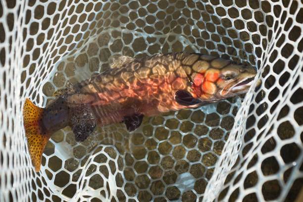 catch and release halsabschneider - cutthroat trout stock-fotos und bilder