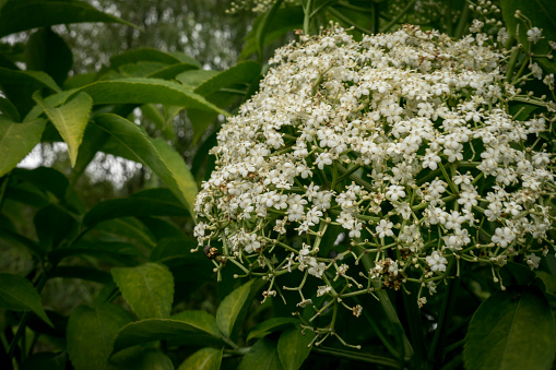 White flowers on a tree branch