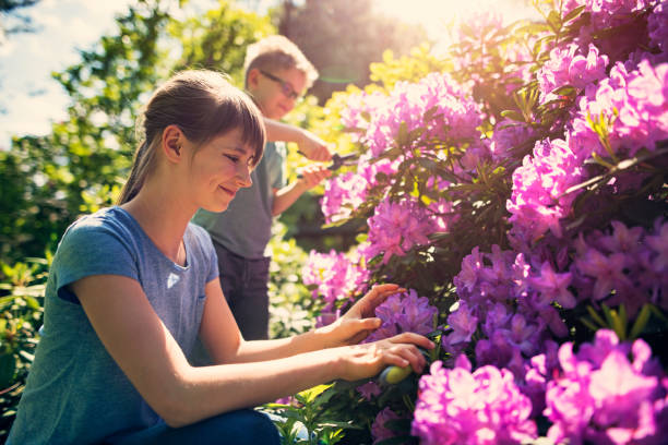 brat i siostra mają tendencję do kwiatów w ogrodzie - bush child gardening sunlight zdjęcia i obrazy z banku zdjęć