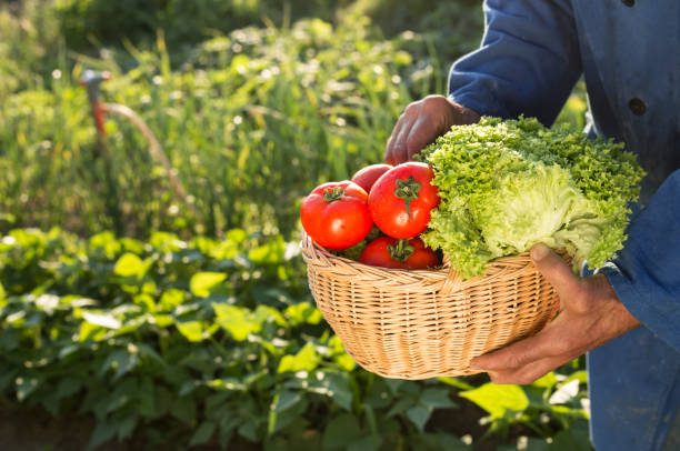 istock farmer holding basket with vegetables 691374074