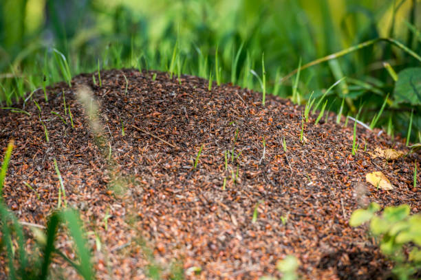 istock settlement of ants 691377146
