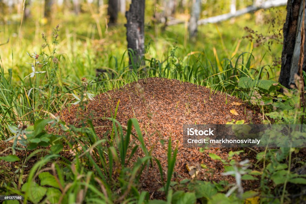 Anthill big beautiful A great home for ants, red ants, insect colony Ant Stock Photo
