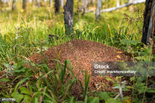 Anthill Big Beautiful Stock Photo - Download Image Now - Ant, Large, Anthill