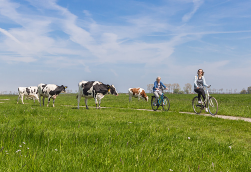Groningen, Netherlands - May 07, 2017: Two women riding their bicycles through a meadow with dutch cows