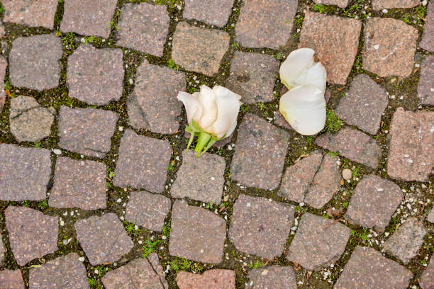 Rose blossom lying torn on the paving stone floor