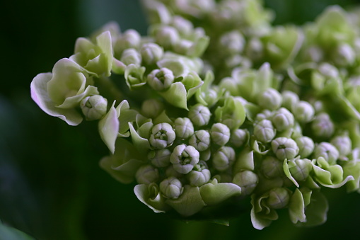 Close-up of small green hydrangea flower buds, tinged with pale pink