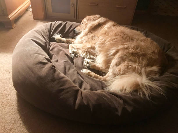 hund im bett schlafen - pets bed bedroom animal stock-fotos und bilder