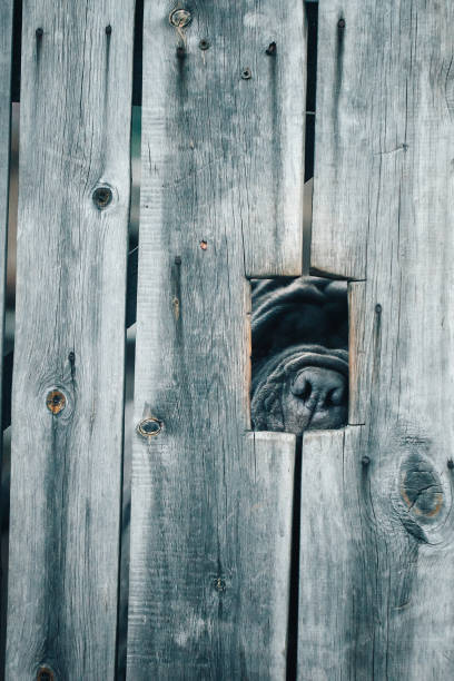 istock Watchdog Behind the Fence 691391052