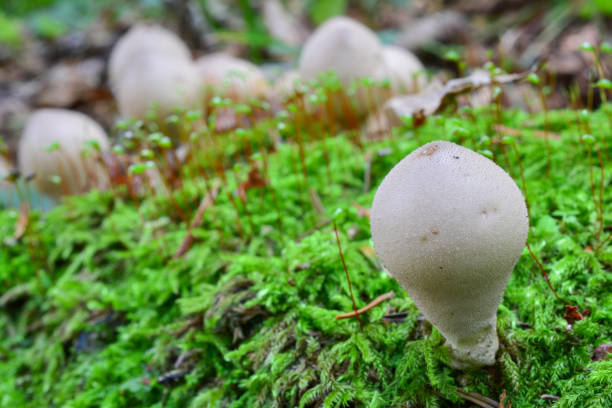 istock One Stump Puffball mushroom, horizontal orientation 691391946