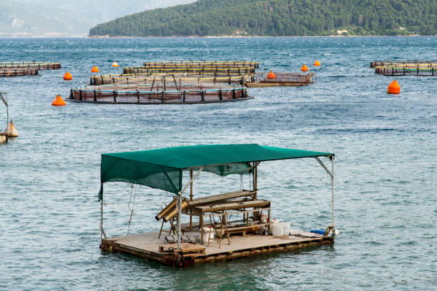 istock Fish farming in the sea 691392620