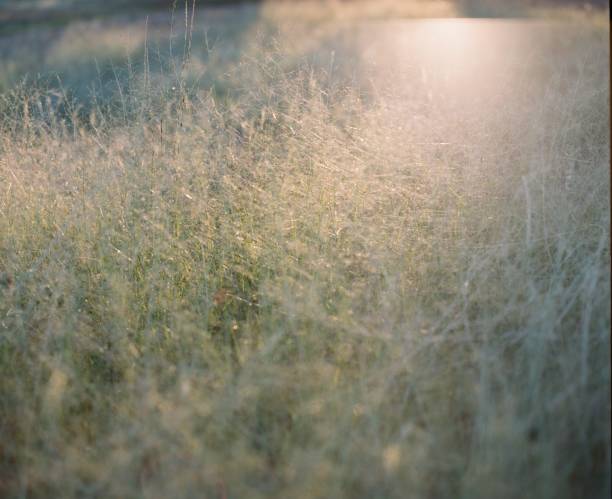 istock Farmland on film 691399752