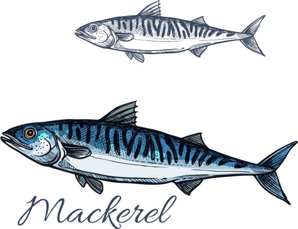ilustrações, clipart, desenhos animados e ícones de peixe de mar de cavala esboço para o projeto de frutos do mar - mackerel