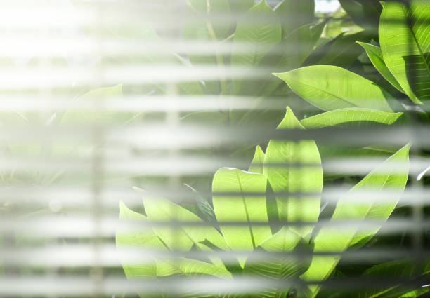 istock Soft sunlight shines through window blinds with green garden plants in background. 691407530
