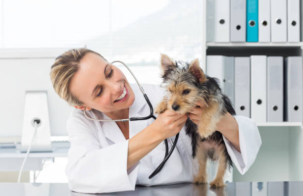 istock Veterinarian checking dog with stethoscope 691417964