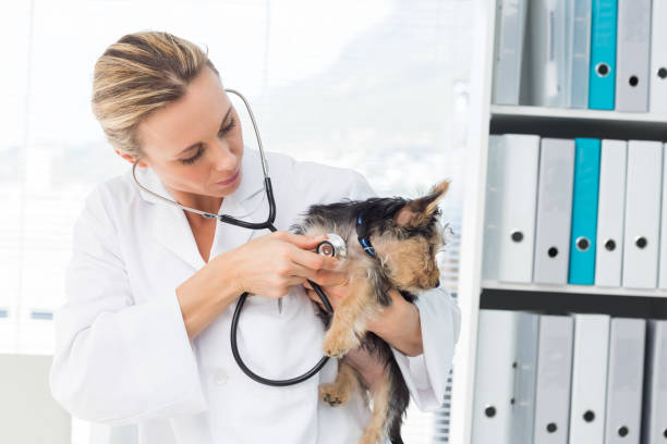 istock Veterinarian examining dog 691417974