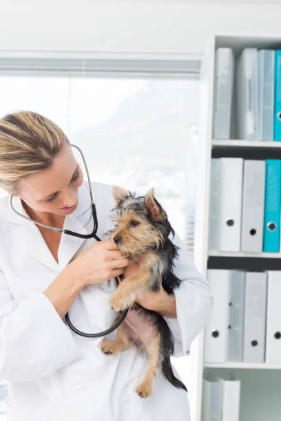istock Veterinarian examining puppy 691418006