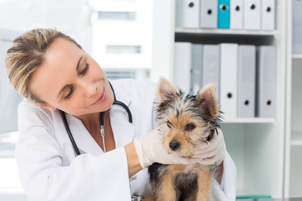 istock Vet examining puppy in clinic 691418100