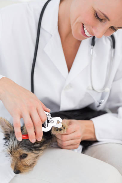 istock Dog getting claws trimmed by vet 691418262