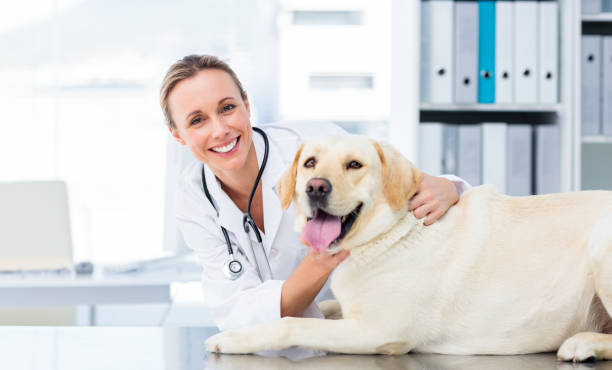 istock Female veterinarian examining dog 691418288