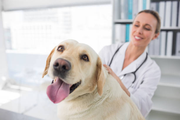 istock Dog with female veterinarian 691418378