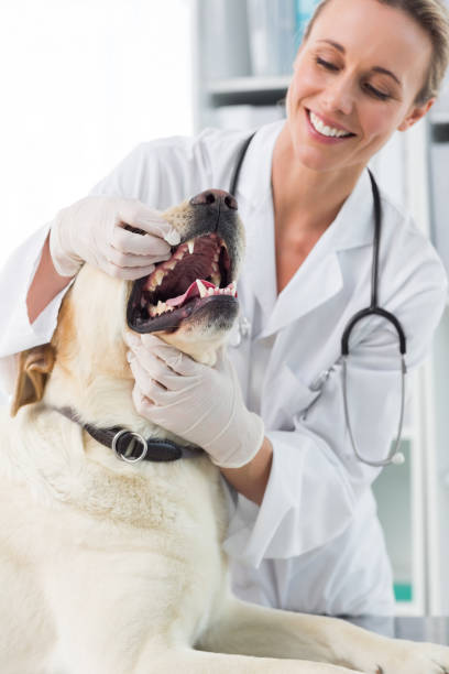 istock Veterinarian examining teeth of dog 691418430