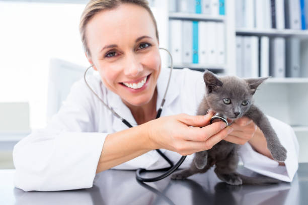 istock Vet examining kitten with stethoscope 691418524