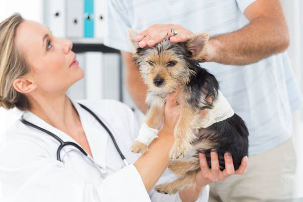istock Owner with puppy visiting veterinarian 691418828