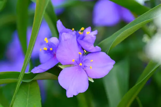 Spiderwort/ Tradescantia virginian. Macro picture of the purple flower head and stamen.