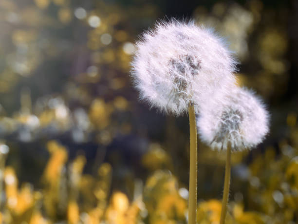 istock The dandelion meets dawn. 691422928