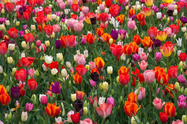 istock Tulips in Holland 691426358