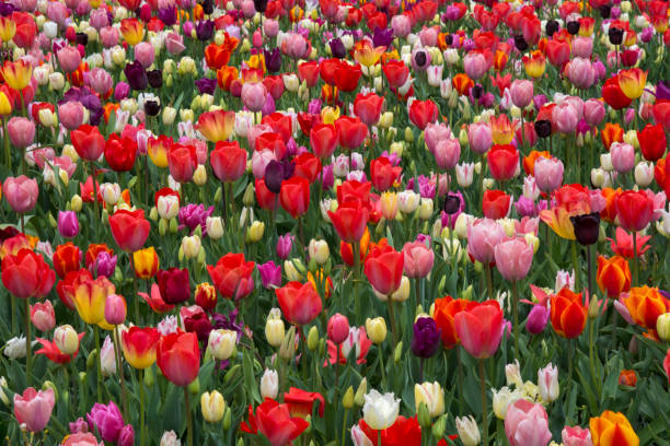 istock Tulips in Holland 691426426