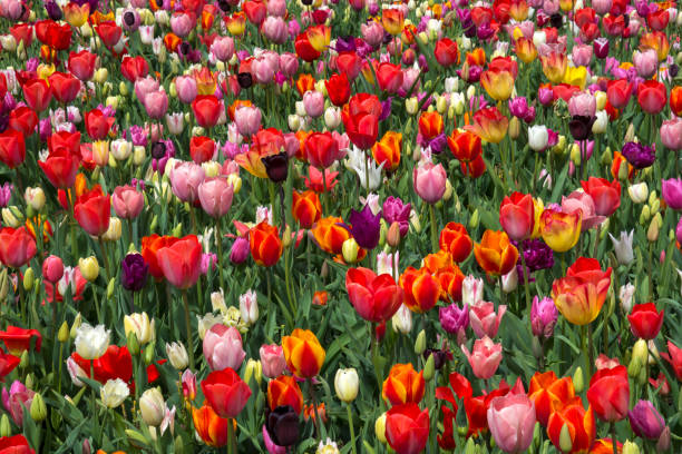 istock Tulips in Holland 691426568