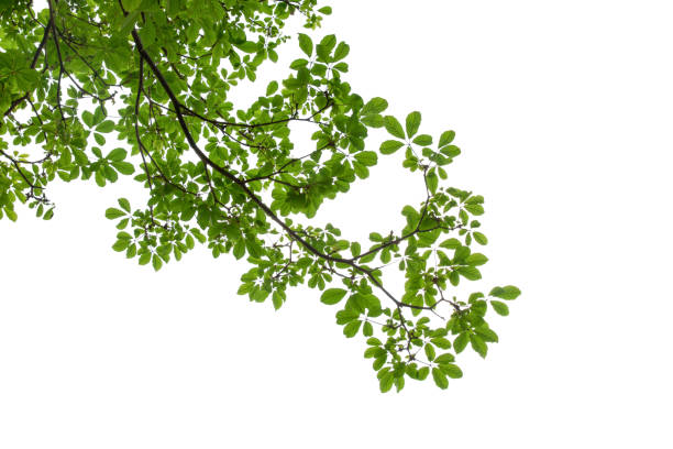 istock branch of green leaf isolated on white background with copy space for backround, concept for spring summer 691426844