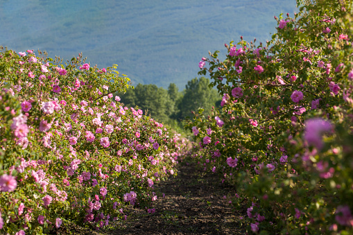 Many rows with bloomed roses in an agricultural field before harvesting.