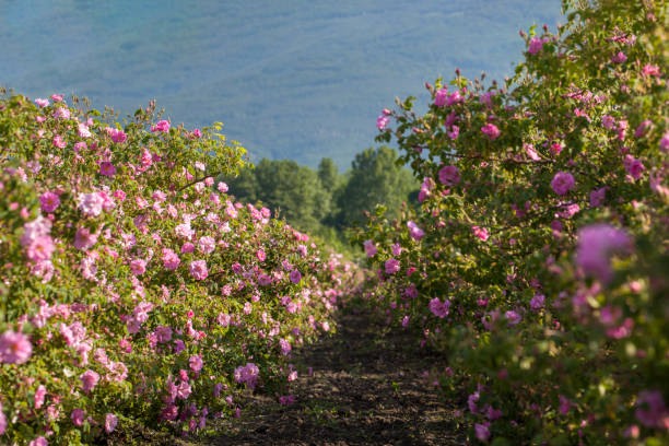 Rows Of Roses In An Agricultural Field stock photo