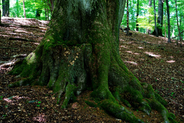istock Moss covered root of an oak tree in a forest 691436646