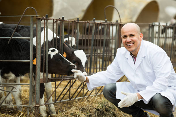istock veterinary technician taking care of calves 691438024