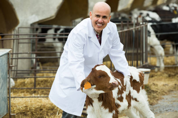 istock veterinary technician taking care of calves 691438032