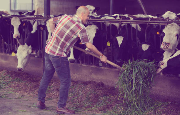 istock Farmer feeding cows with grass in farm 691438176