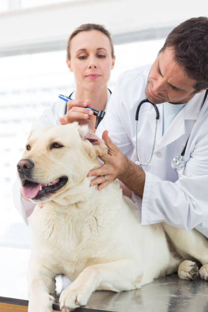 istock Vets examining ear of dog 691444844