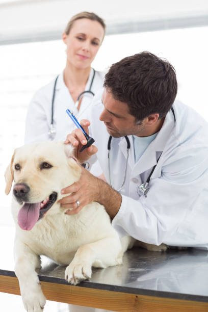 istock Veterinarians checking ear of dog 691444866