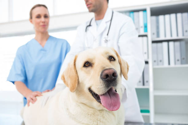 istock Dog with veterinarians 691444886