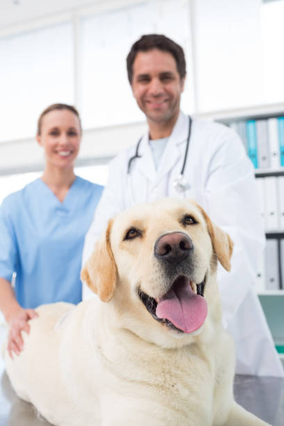 istock Veterinarians with dog in clinic 691444890