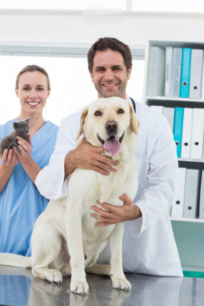 veterinarios con perro y gatito - doctor dog portrait animal hospital fotografías e imágenes de stock