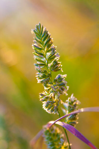 Dactylis glomerata in bloom during sunrise, in prairie near Barcelona, in Collserola mountains.