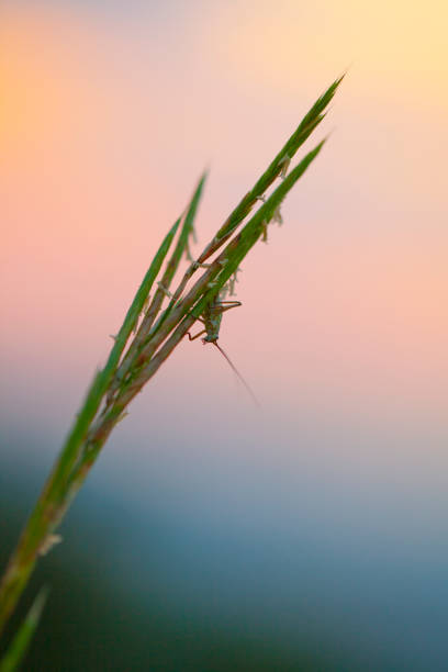 Andropogon sp. on bloom, back lit during sunrise in Barcelona prairie. And grasshopper on it.