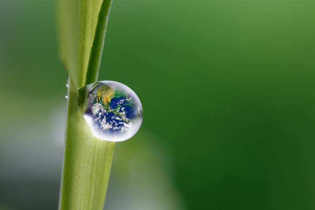 istock leaf with rain droplets, Recovery earth concept 691448502